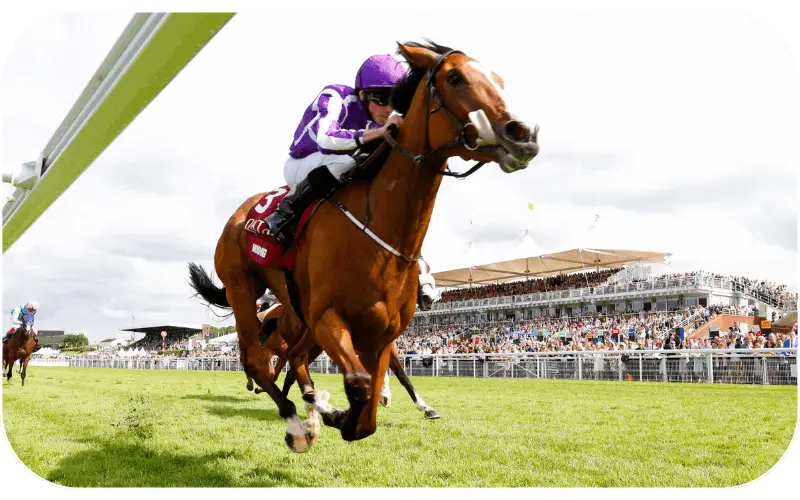 My99Self Horse Racing